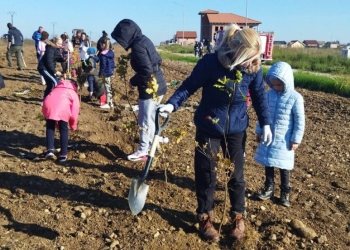 Patru mii de copaci plantați la Giarmata