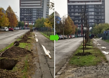 Ulmi plantați pe spațiul verde gol de lângă o viitoare școală din Timișoara