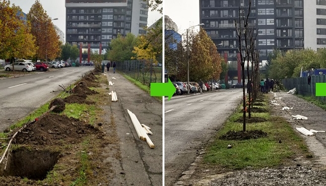 Ulmi plantați pe spațiul verde gol de lângă o viitoare școală din Timișoara