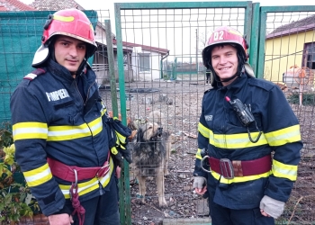Pompieri cu suflet, în Timiș! Au salvat un câine căzut într-un canal