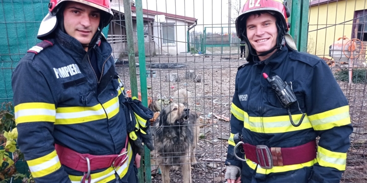 Pompieri cu suflet, în Timiș! Au salvat un câine căzut într-un canal