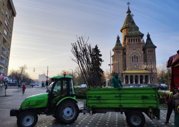 Muncitorii Horticultura, harnici, nu glumă! Au pus la punct spațiile verzi din centrul Timișoarei