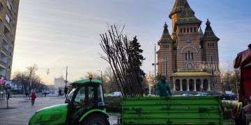 Muncitorii Horticultura, harnici, nu glumă! Au pus la punct spațiile verzi din centrul Timișoarei