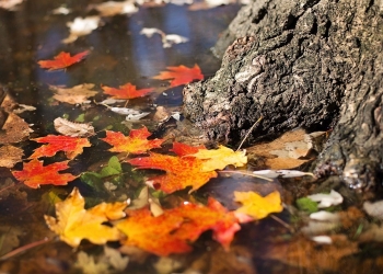 Vreme ploioasă în Banat. Prognoza meteo pentru următoarele două săptămâni