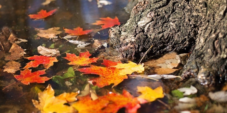 Vreme ploioasă în Banat. Prognoza meteo pentru următoarele două săptămâni