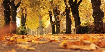 Scad temperaturile în Banat. Prognoza meteo pentru următoarele două săptămâni