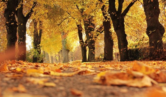 Scad temperaturile în Banat. Prognoza meteo pentru următoarele două săptămâni