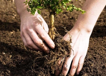 Elevi din mai multe școli din Timiș plantează zeci de copaci în curți