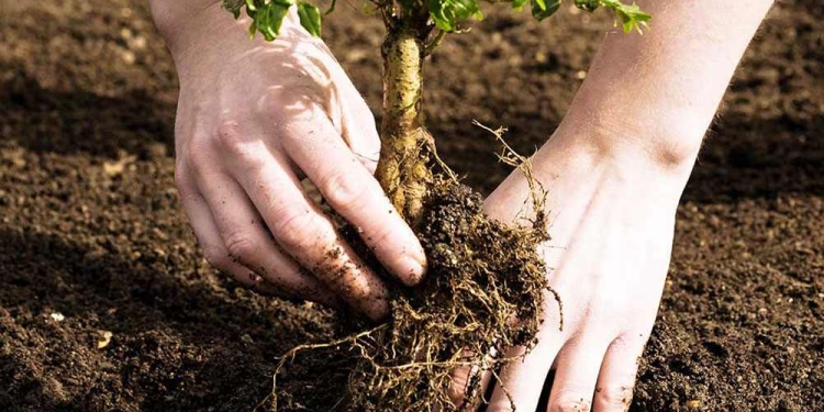 Elevi din mai multe școli din Timiș plantează zeci de copaci în curți