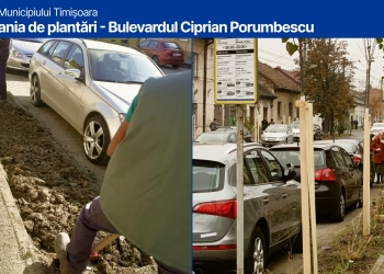 Spații verzi civilizate între trotuare și carosabil, la Timișoara. Ce măsuri ia primăria