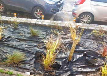 Fostul primar Robu susține că în Timișoara se plantează tufe în loc de trandafiri