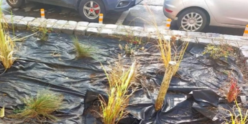 Fostul primar Robu susține că în Timișoara se plantează tufe în loc de trandafiri