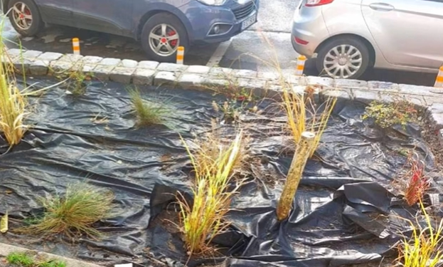 Fostul primar Robu susține că în Timișoara se plantează tufe în loc de trandafiri