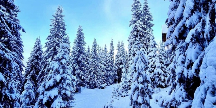 Peisaje de poveste! A venit iarna în Banat