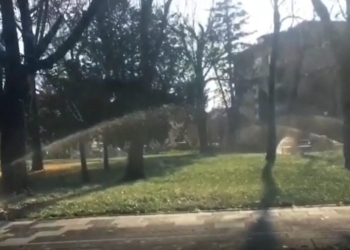 VIDEO Parcurile din Timișoara sunt udate și la 0 grade!