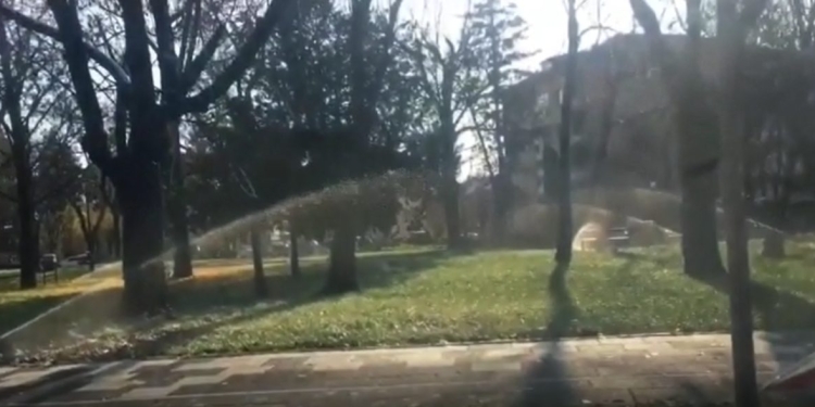 VIDEO Parcurile din Timișoara sunt udate și la 0 grade!