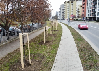 Zeci de arbori plantați pe o stradă din Timișoara recent modernizată