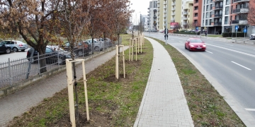 Zeci de arbori plantați pe o stradă din Timișoara recent modernizată
