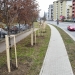 Zeci de arbori plantați pe o stradă din Timișoara recent modernizată