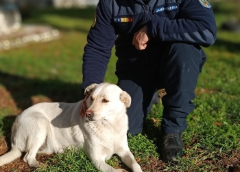 Zeci de suflete, îngrijite de un jandarm din Timiș! Gestul lui le ajută să treacă iarna cu bine