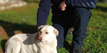 Zeci de suflete, îngrijite de un jandarm din Timiș! Gestul lui le ajută să treacă iarna cu bine
