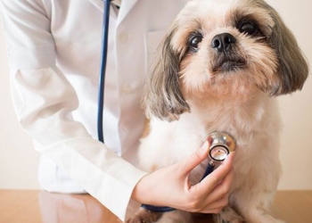 Primăria Timișoara caută veterinari care să deruleze campania de sterilizare a câinilor din oraș