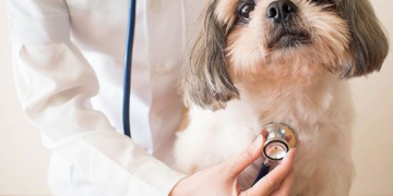 Primăria Timișoara caută veterinari care să deruleze campania de sterilizare a câinilor din oraș