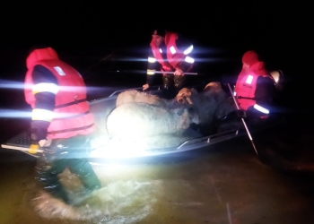 VIDEO Intervenție neobișnuită a pompierilor arădeni! Au salvat sute de oi blocate de apele revărsate