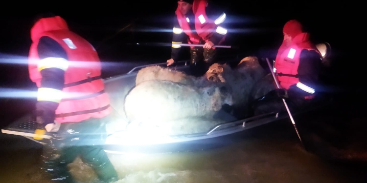 VIDEO Intervenție neobișnuită a pompierilor arădeni! Au salvat sute de oi blocate de apele revărsate