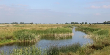 Un tronson de pe râul Bega Veche va fi pus în valoare cu bani europeni