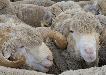 Berbeci doar în acte! Timișeni trimiși în judecată pentru fraudă cu fonduri europene