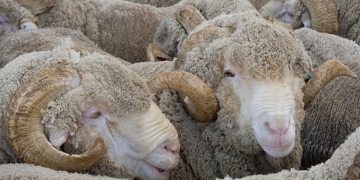 Berbeci doar în acte! Timișeni trimiși în judecată pentru fraudă cu fonduri europene