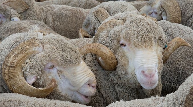 Berbeci doar în acte! Timișeni trimiși în judecată pentru fraudă cu fonduri europene