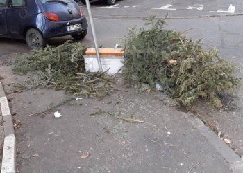 Vom avea „o mare de brazi” pe trotuarele din Timișoara, după ce primăria a decis să nu mai ridice pomii, susține un consilier local