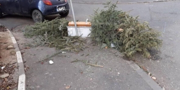 Vom avea „o mare de brazi” pe trotuarele din Timișoara, după ce primăria a decis să nu mai ridice pomii, susține un consilier local