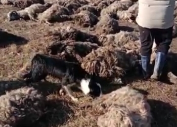 Carnagiu, în apropiere de Timișoara! Aproape 70 de oi ucise de animalele sălbatice