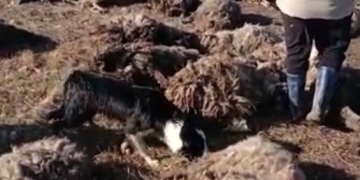 Carnagiu, în apropiere de Timișoara! Aproape 70 de oi ucise de animalele sălbatice