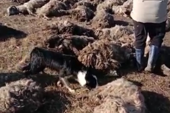 Carnagiu, în apropiere de Timișoara! Aproape 70 de oi ucise de animalele sălbatice