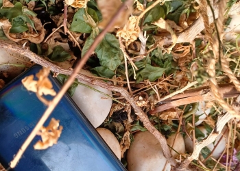 Tânăr prins de polițiștii locali după ce a furat un telefon, în zona centrală a Timișoarei