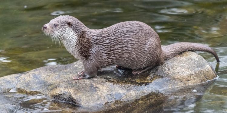 VIDEO Familie de vidre filmate în Parcul Național Retezat
