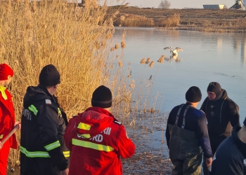 FOTO Lebădă salvată de pompierii din vestul țării, de pe un lac înghețat