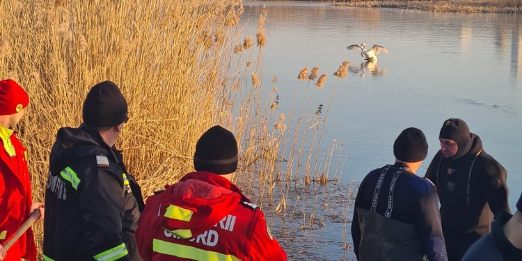 FOTO Lebădă salvată de pompierii din vestul țării, de pe un lac înghețat