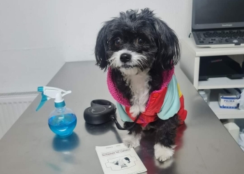 Primăria Timișoara începe campania de sterilizare gratuită a câinilor