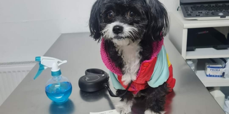 Primăria Timișoara începe campania de sterilizare gratuită a câinilor