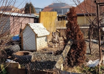 Polițiștii locali, din nou cu ochii pe proprietarii de câini din Timișoara. S-au dat amenzi de 11.000 lei