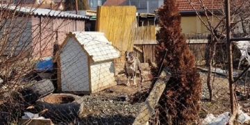 Polițiștii locali, din nou cu ochii pe proprietarii de câini din Timișoara. S-au dat amenzi de 11.000 lei