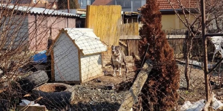 Polițiștii locali, din nou cu ochii pe proprietarii de câini din Timișoara. S-au dat amenzi de 11.000 lei