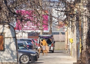 Stadiul proiectului privind realizarea primului adăpost municipal pentru câini la Timișoara