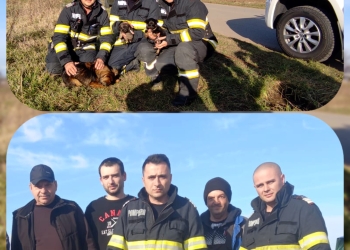 Trei căței, salvați de pompierii din Timiș dintr-un canal