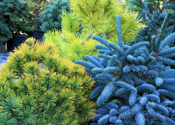 Turiștii, invitați într-o instalație care stimulează simțurile, înconjurați de plante conifere, în deschiderea TM2023